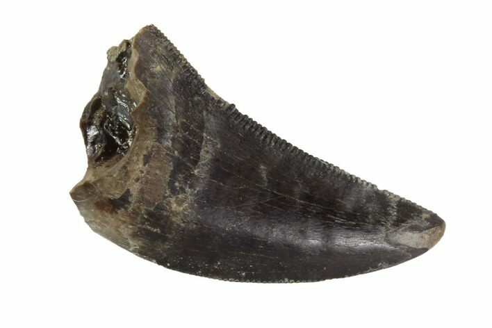 Serrated, Juvenile Tyrannosaur Tooth - Judith River Formation #95657